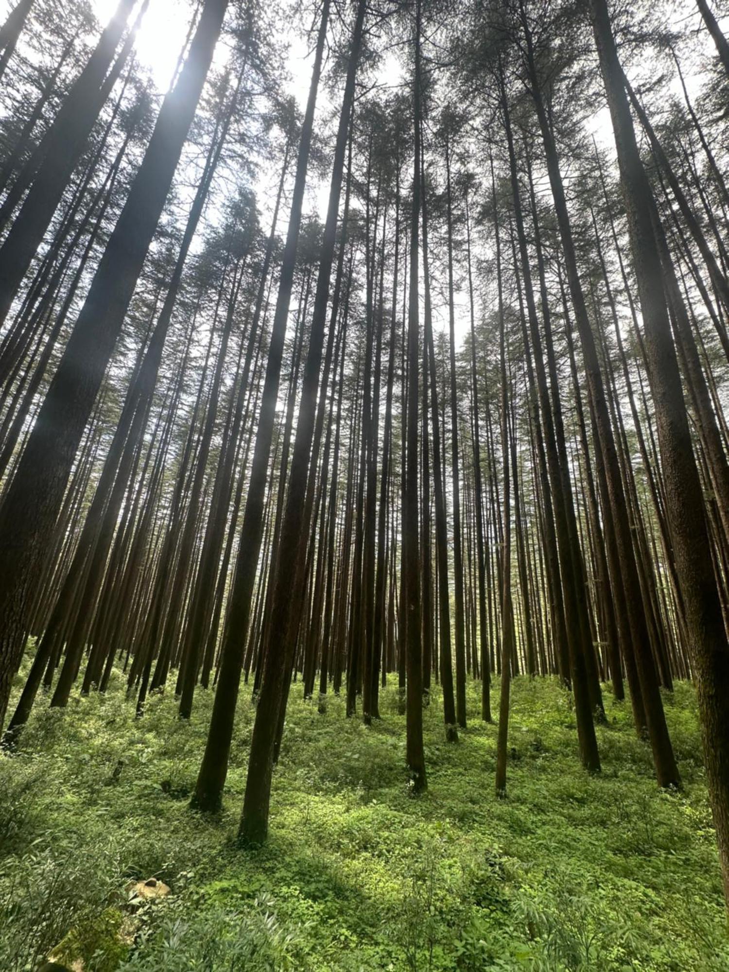 Deodar Village Homestay Devalsari Mussoorie Exteriér fotografie